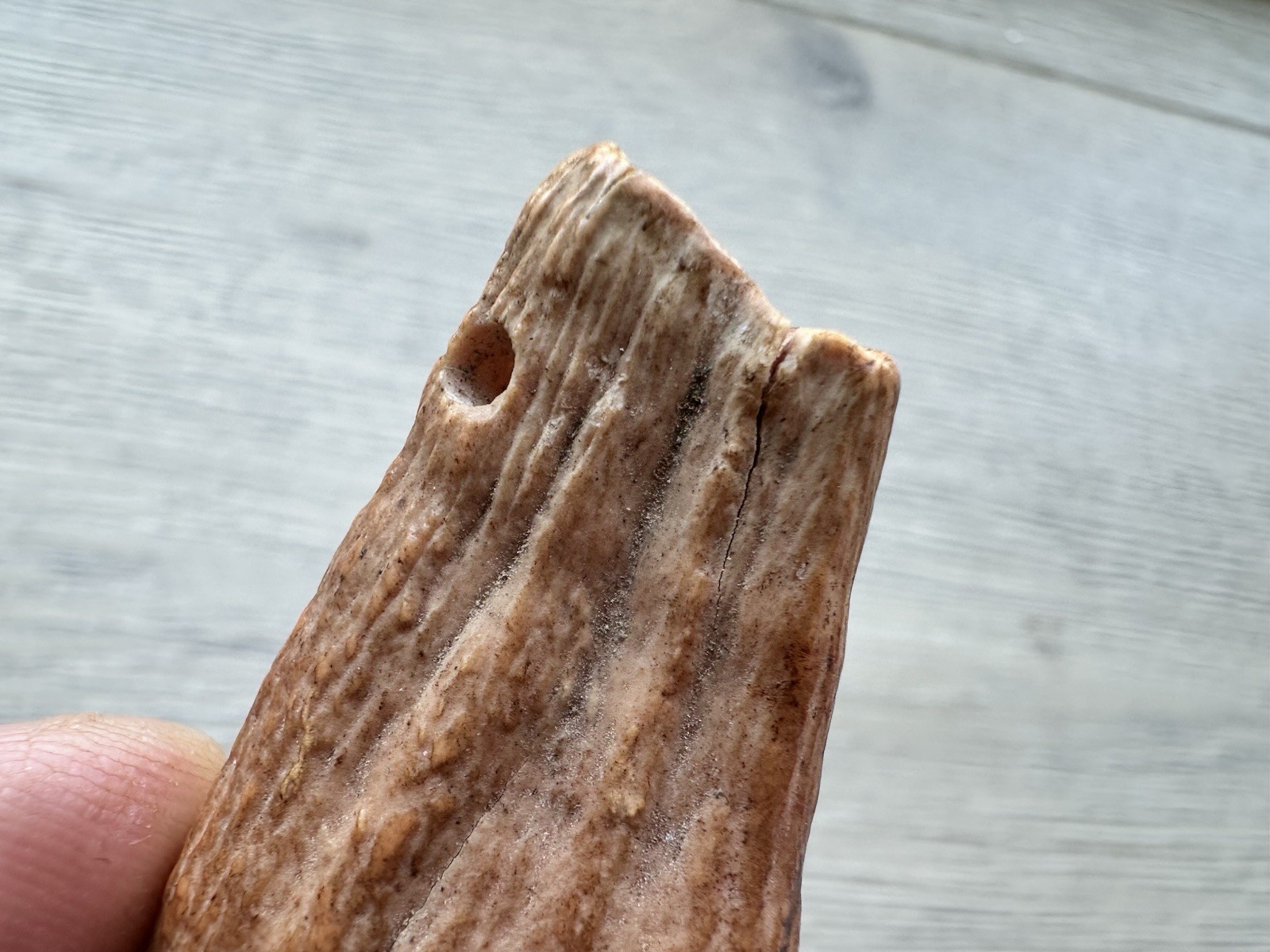 3.8” Ursus Spelaeus 25,000 Years Old Cave Bear Tooth Perfect Condition