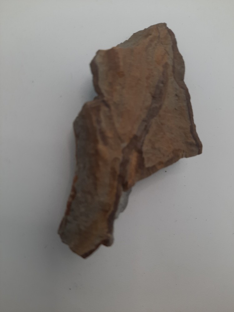 Fossil Shell carboniferous Paliozoic devonian Pennsylvanian fossilized VA