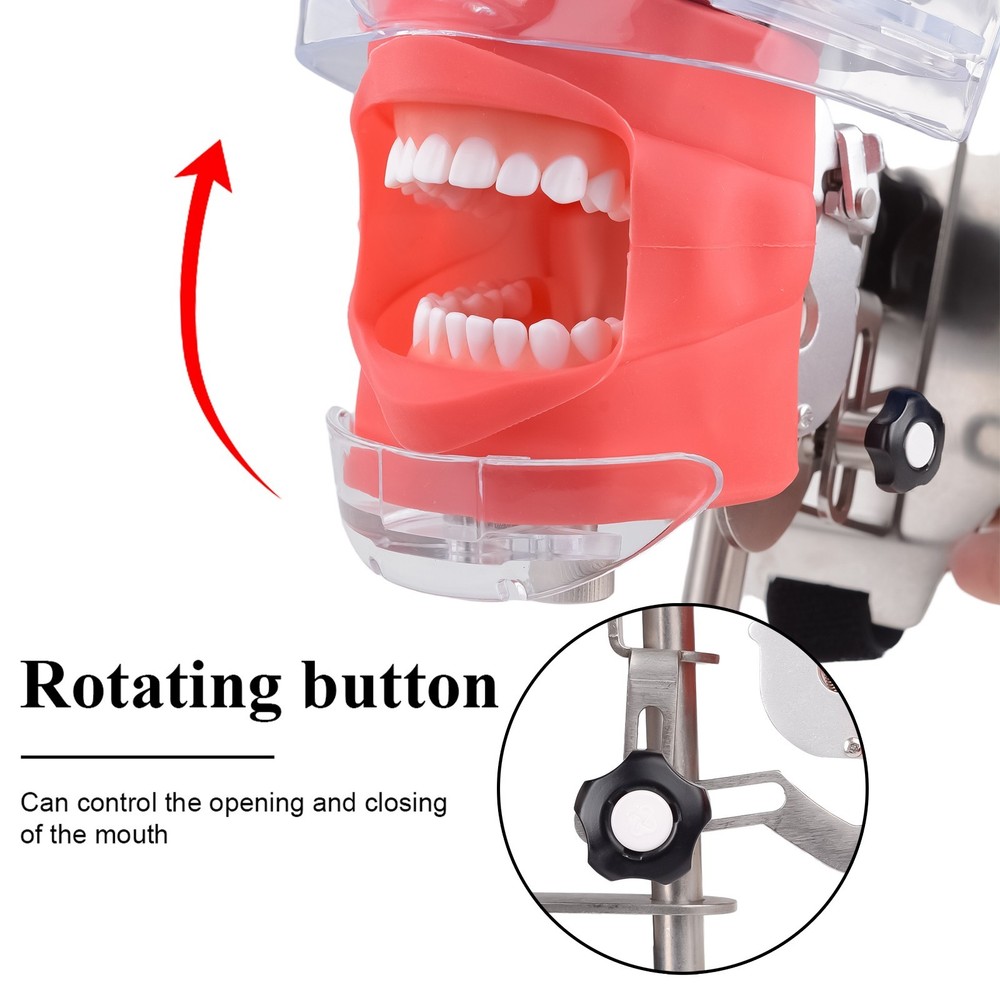 Dental Phantom Head with Teeth for Dentist Teaching Simulator Manikin Head Model