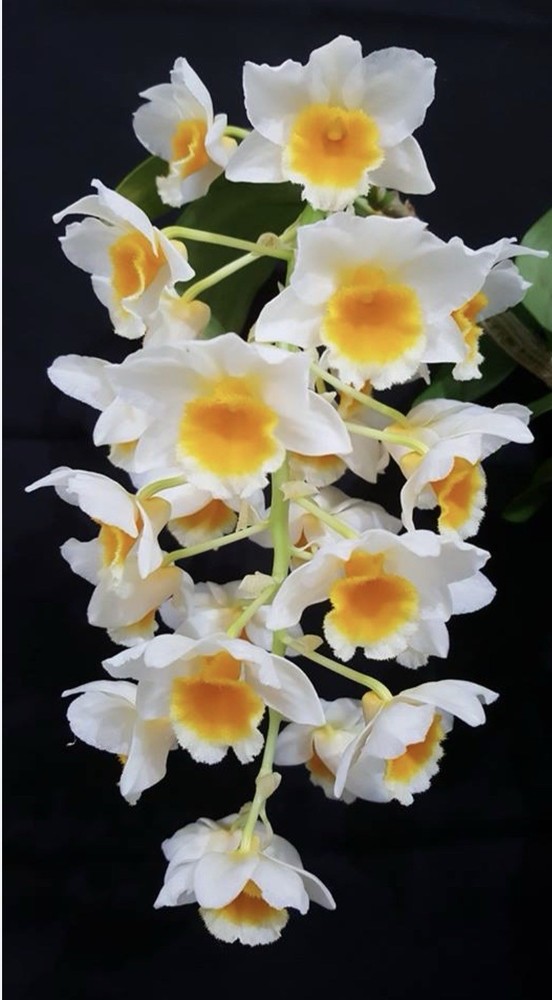 Dendrobium farmeri x thyrsiflorum - Mounted