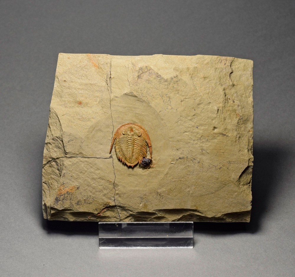 Rare trilobite Dactylocephalus sp.