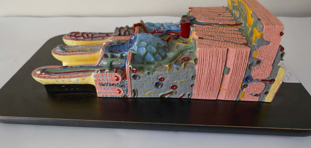 Mueller Ward Small Intestine Model - Anatomy Teaching