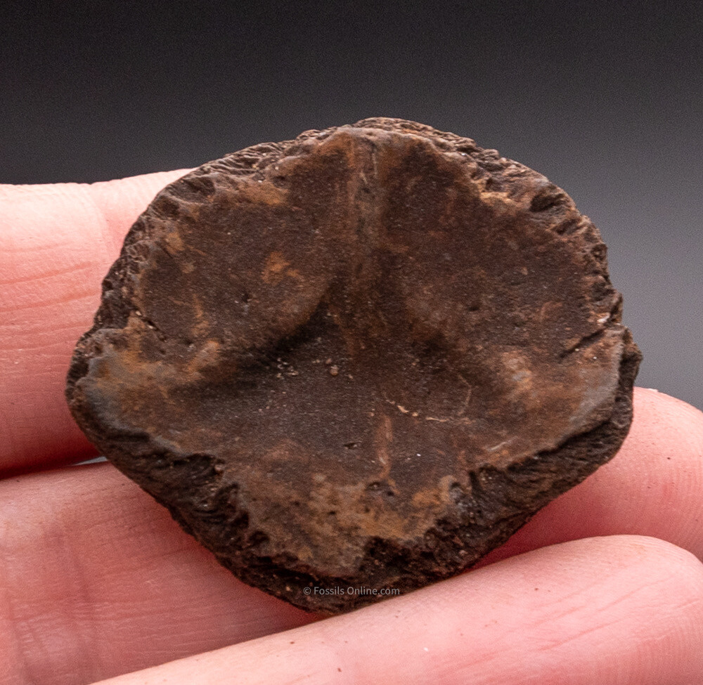 Shell Piece Florida Fossils    1776