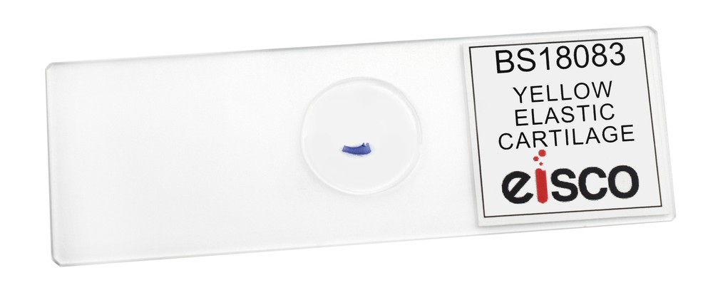 Yellow Elastic Cartilage - Prepared Microscope Slide - 75x25mm - Eisco Labs