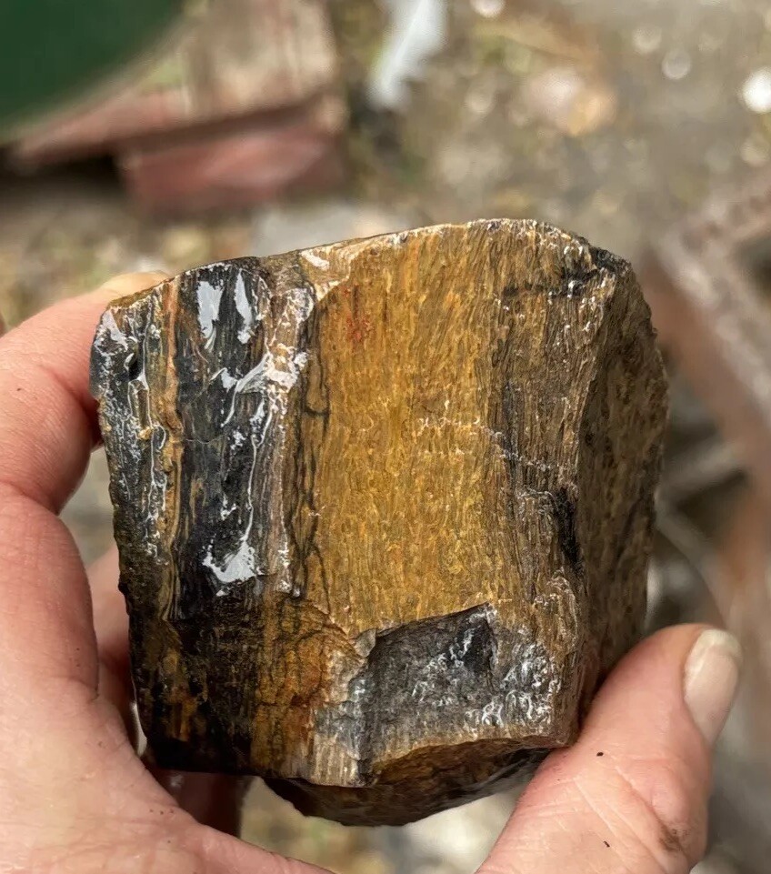 Tempskya petrified Palmwood