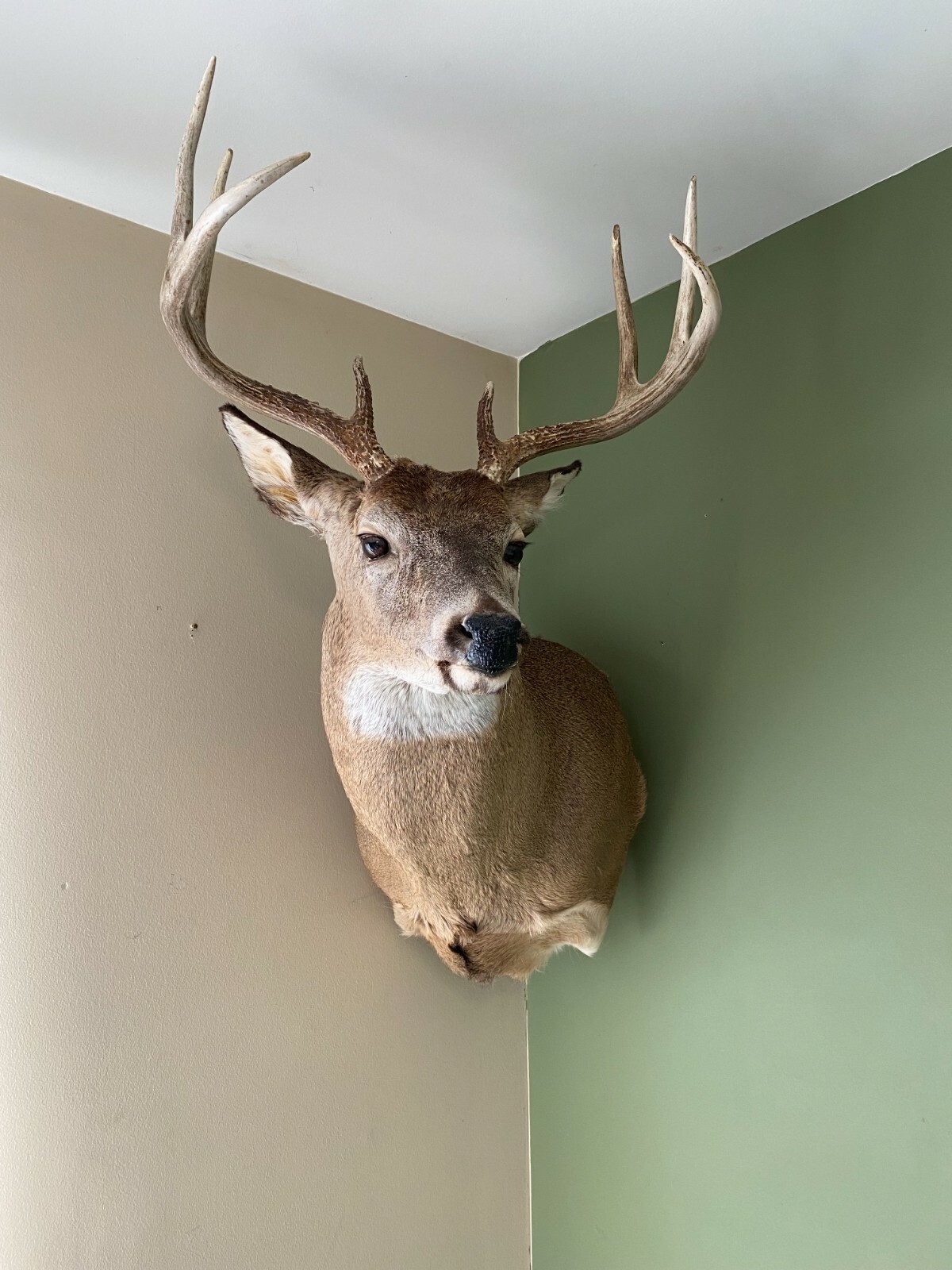 Amazeen Outdoors Adjustable Shoulder Mount Wall Hanger Whitetail Deer Mule