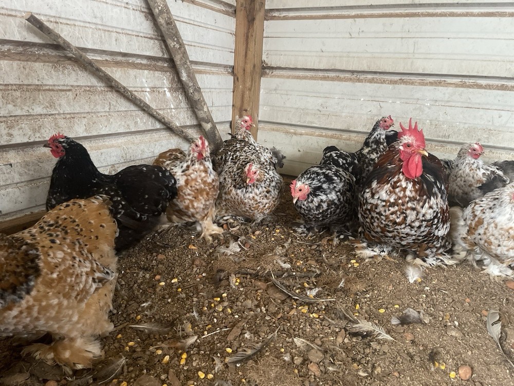 6 Eggs! Calico Cochin Bantam Eggs!