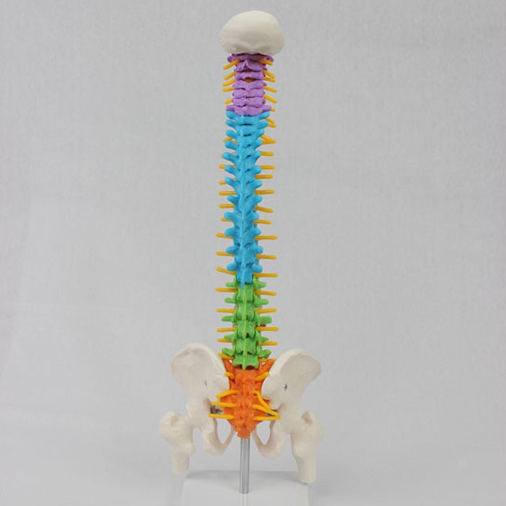 Human Spine Model Skeleton Model Anatomical Model