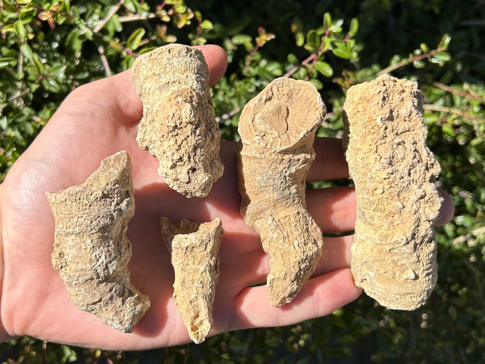 BIG Texas Fossil Horn Coral LOT OF 5 Caninia sp. Pennsylvanian Age