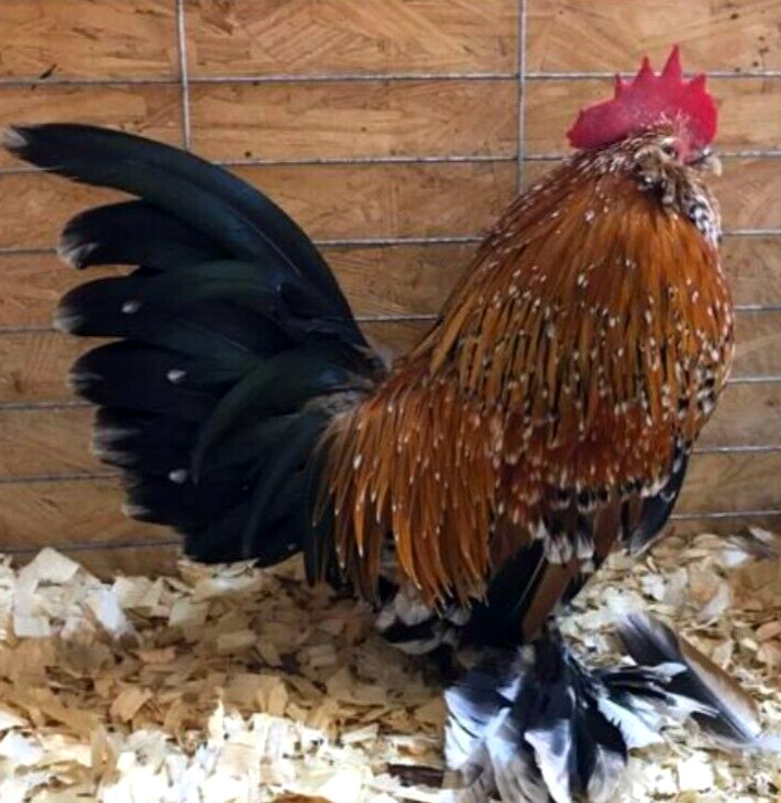 6 NPIP/AI CLEAN BELGIAN BEARDED D'UCCLE BANTAM CHICKEN HATCHING EGGS