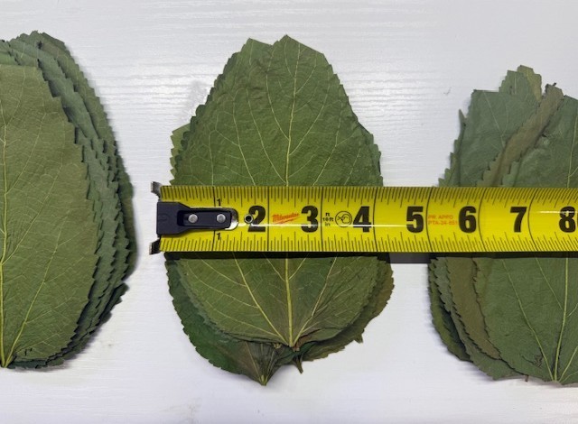 Dry ORGANIC Mulberry Leaves - Ready to add directly to your Aquarium.