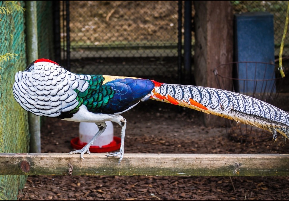 24  Lady Amherst pheasants hatching eggs