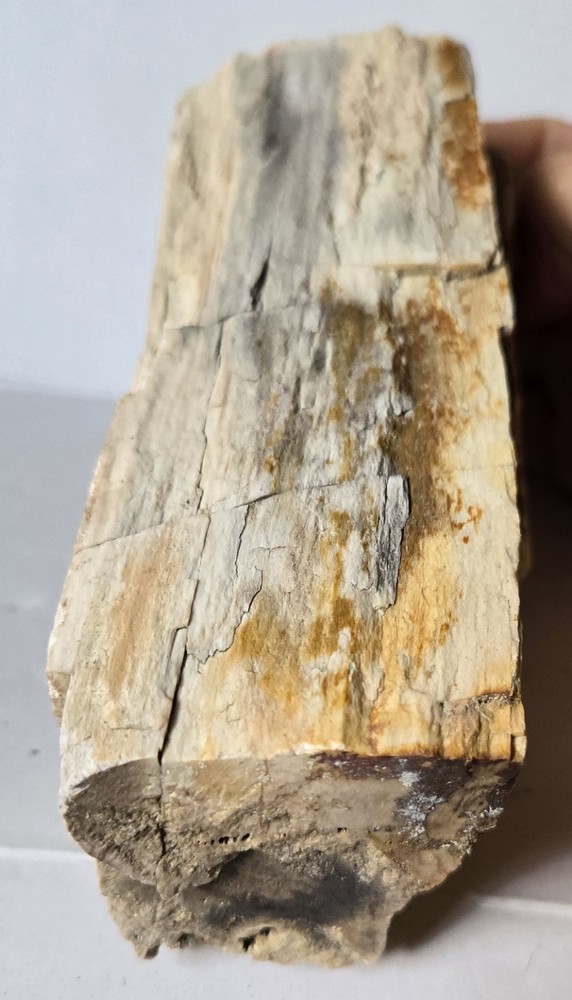 Petrified Wood
