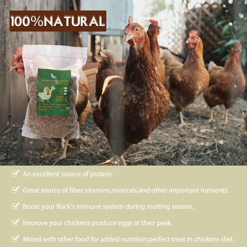 Dried Mealworms Bulk Non-GMO Organic for Wild Blue Bird Food Chickens Hen Treats