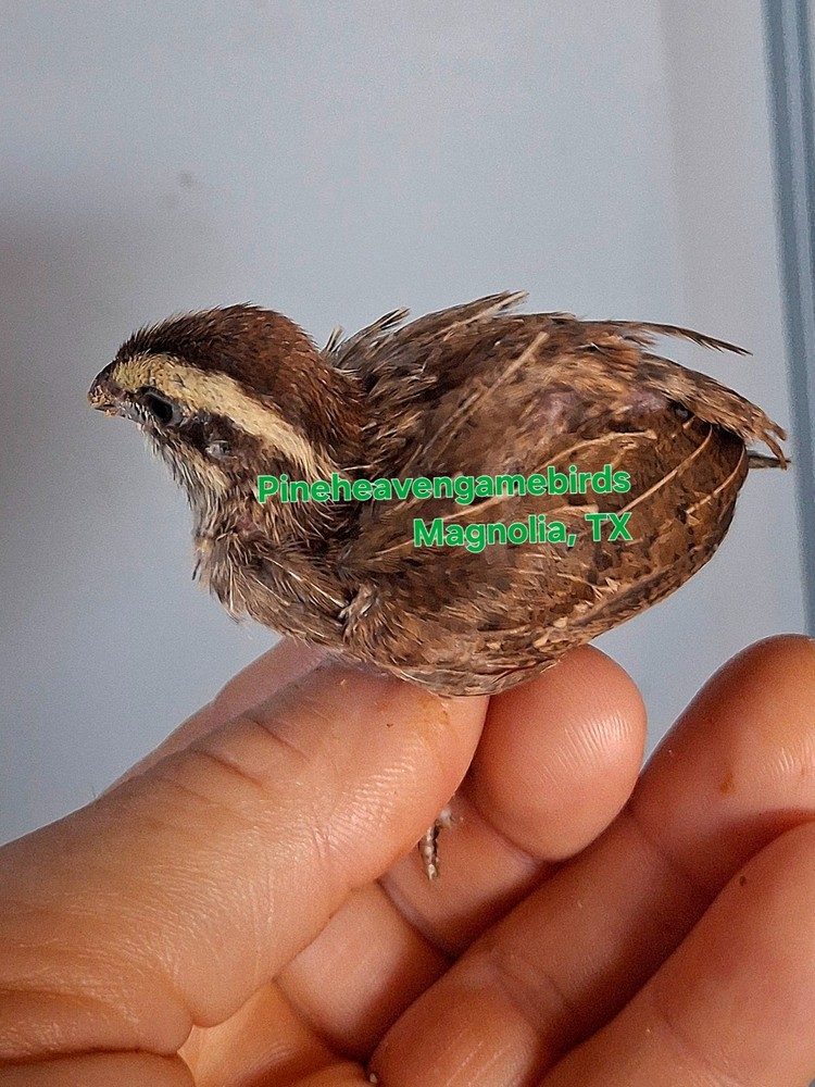 8 Jungle bush quail hatching eggs