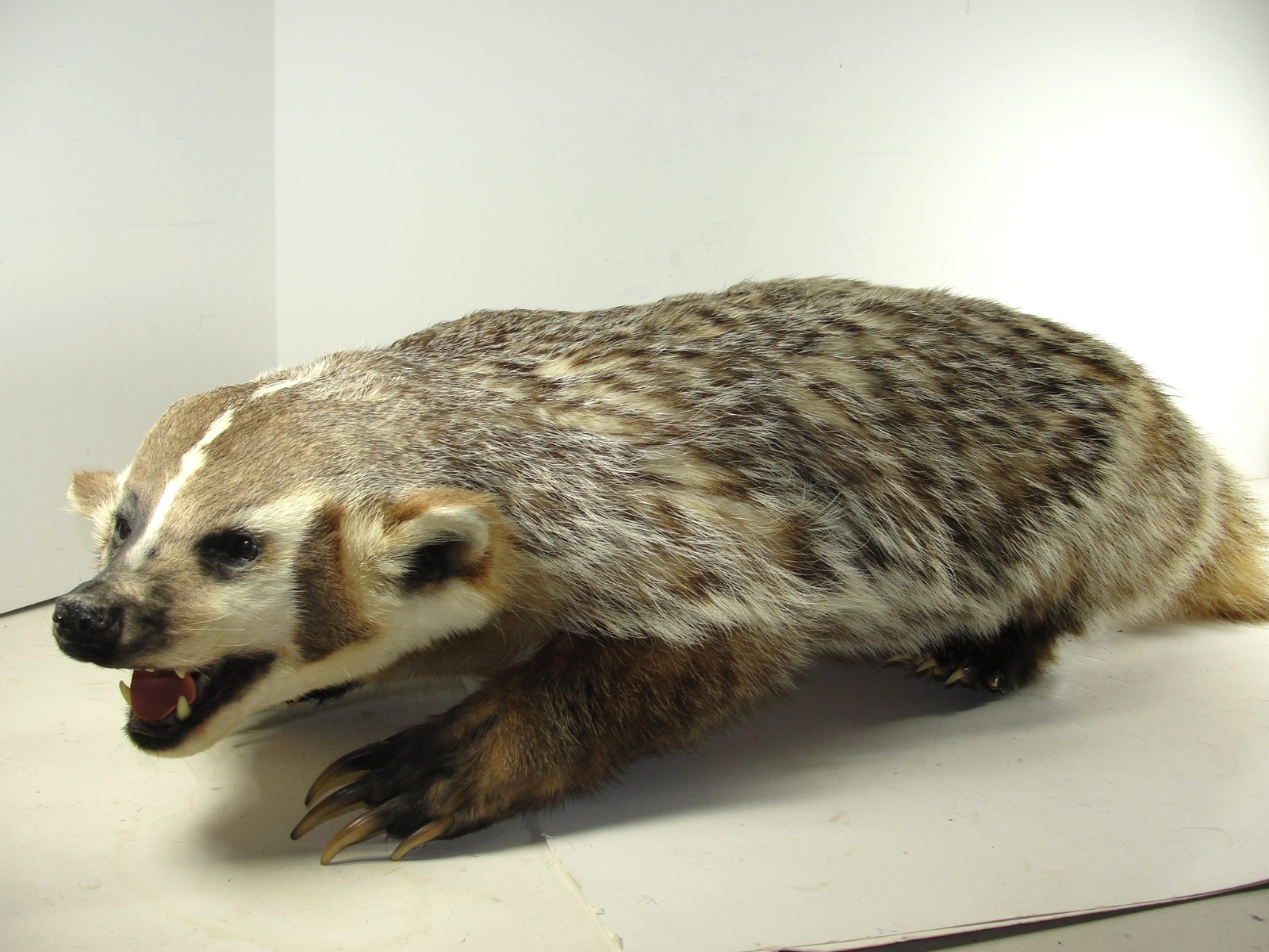 BADGER TAXIDERMY FULL BODY MOUNT BEAUTIFUL IN EXCELLENT CONDITION