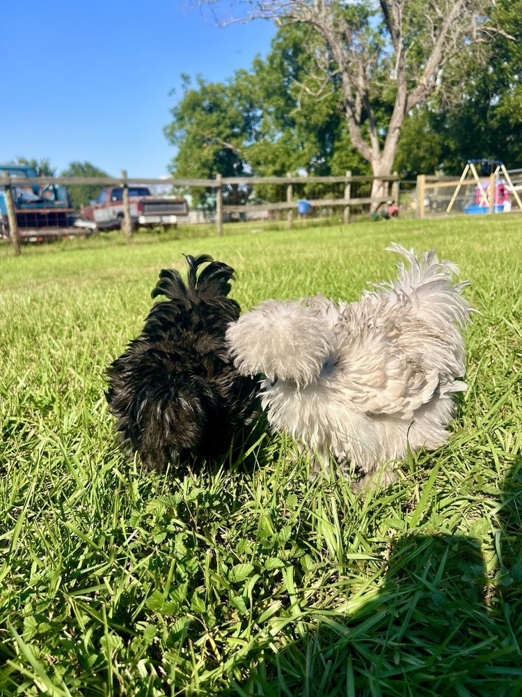 12 RARE Hens Choice Hatching Eggs NPIP