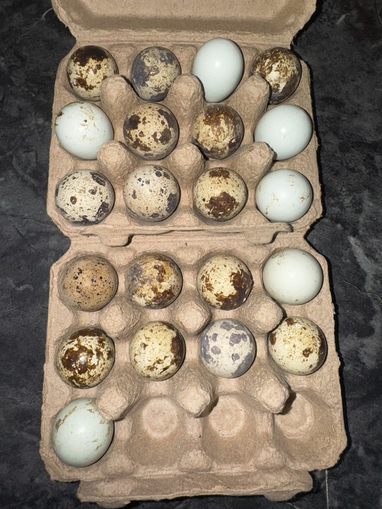 12+ Quail Hatching Eggs Coturnix Celadon Pharaoh Tuxedo Rosetta