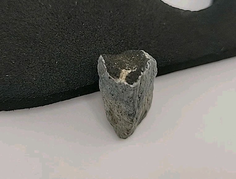 Fossil Dinosaur Tooth Permineralized Unknown Species