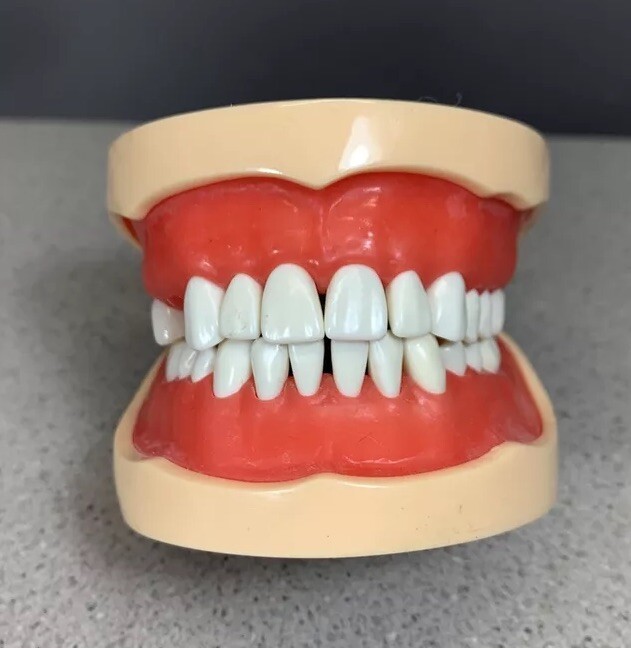 Dental Typodont Model With Removable Teeth Unbranded