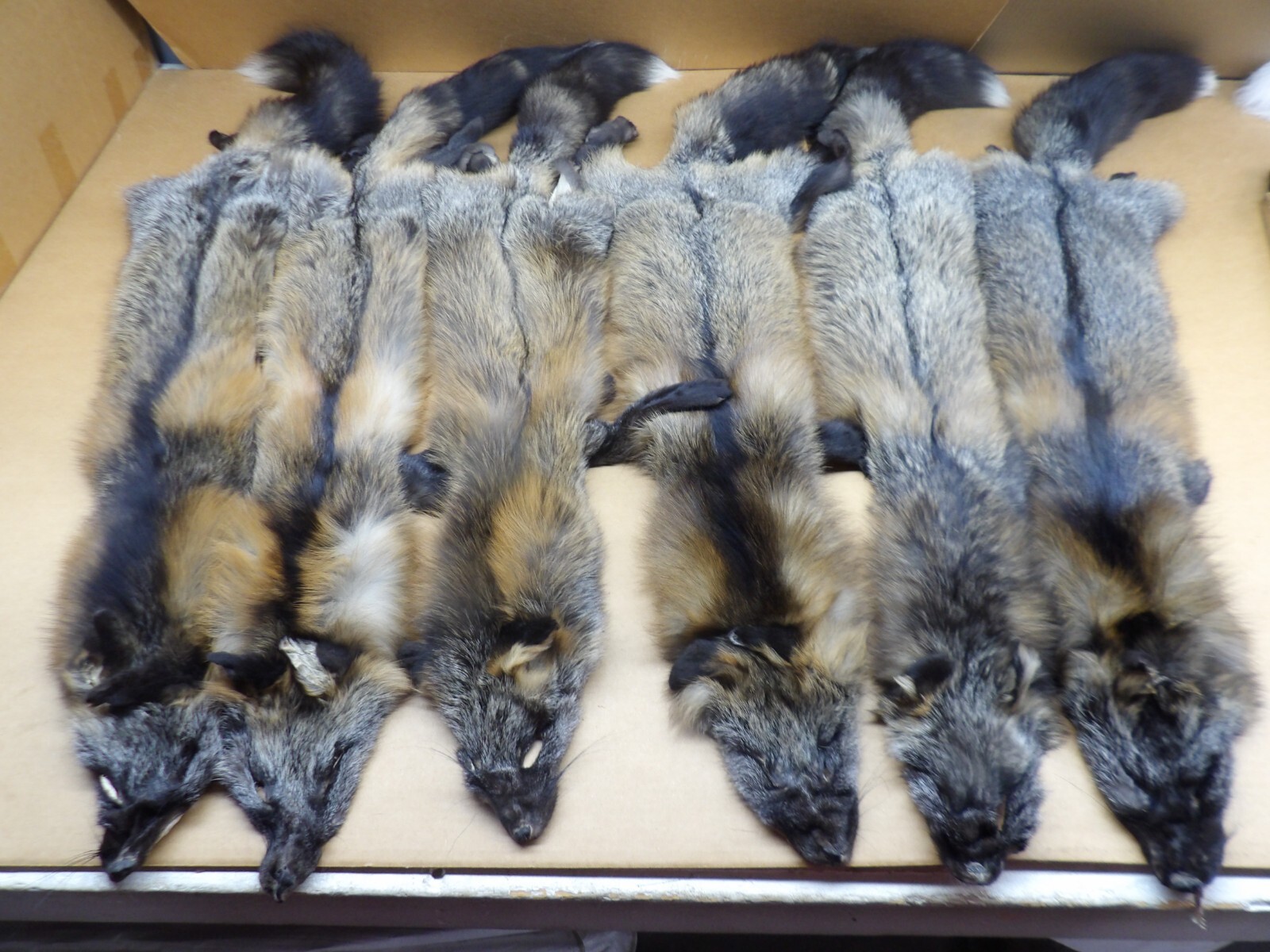 Tanned #1 Alaskan Cross Fox Hides Top Lot/Furs/Taxidermy/Crafts/Freshly tanned