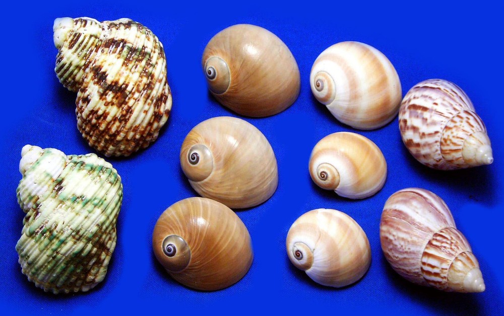 10 Hermit Crab Changing Shell Set Medium Size Select Turbo / Land Snail Shells