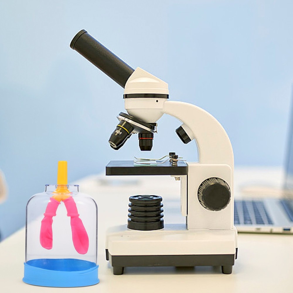 Lung Demonstration Model Function Teaching Aid