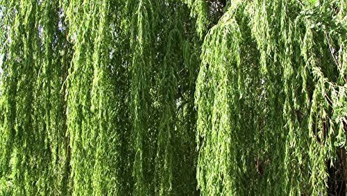 1 Bright Green Weeping Willow Cutting Wisconsin Weeping Willow Root