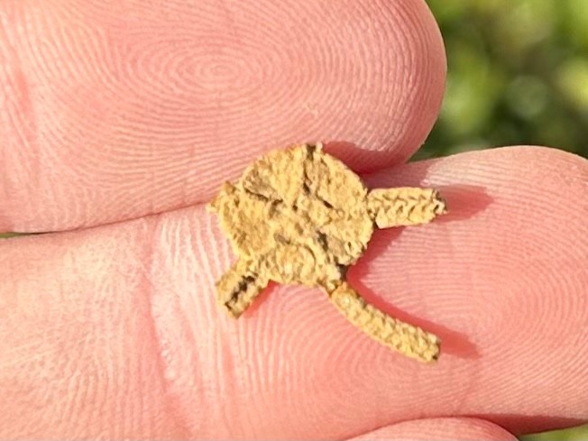 Fossil Starfish Ophiura graysonensis Brittle Star Texas Cretaceous Pawpaw Fm