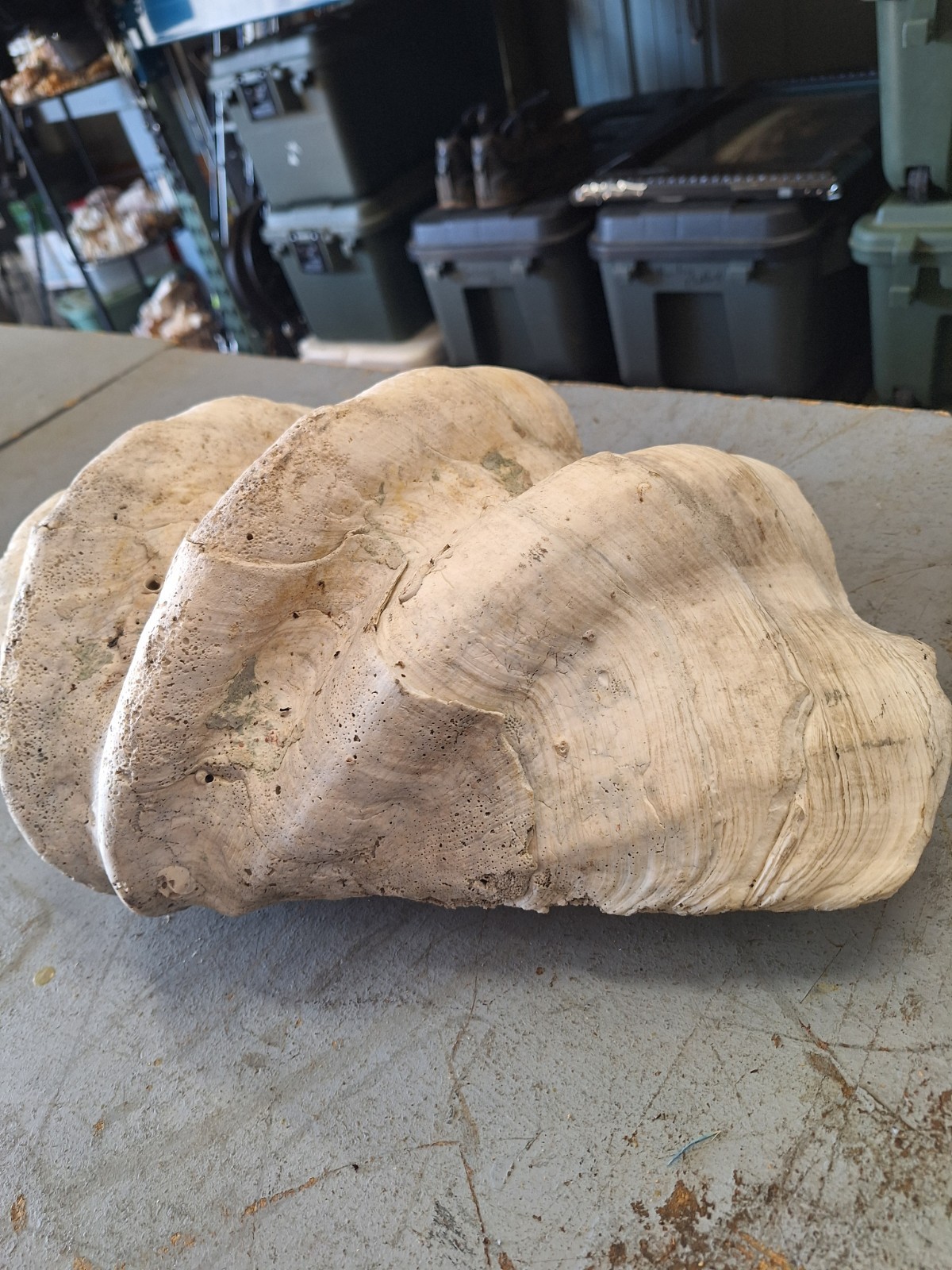 Giant Natural Clam Shell 23 Lbs 19-1/2” Wide Authentic Shell