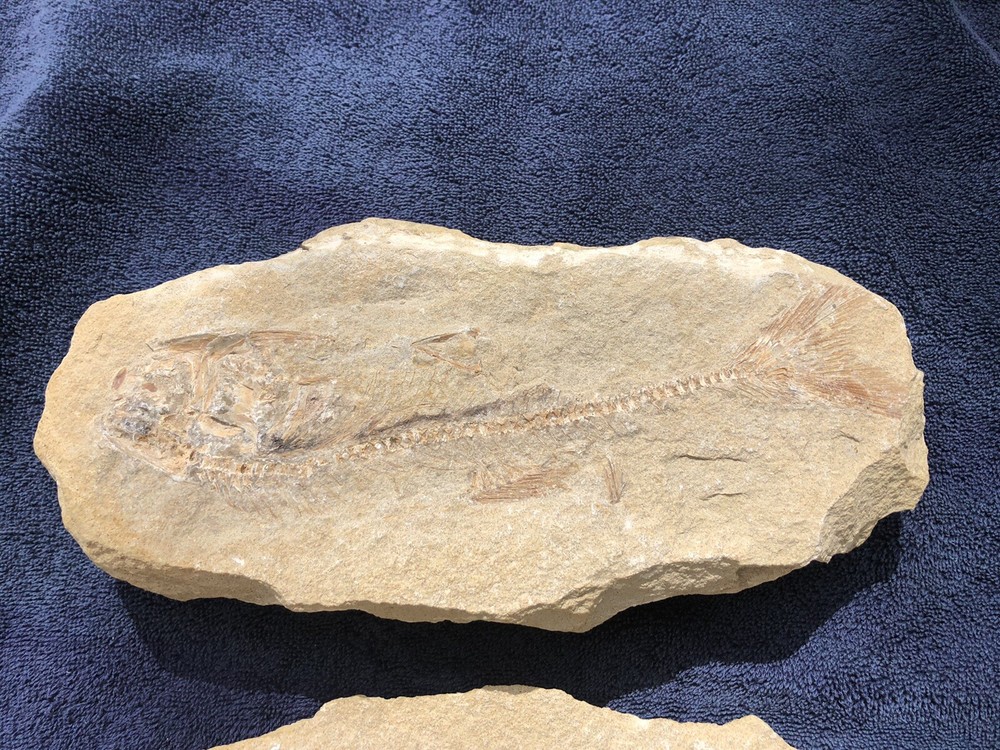 Fossil Fish Two Pieces 10.5" HEAVY