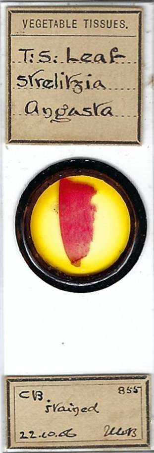 Strelitzia angusta Leaf Microscope Slide