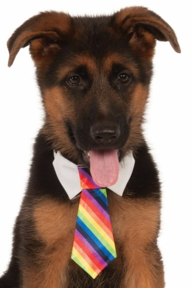 Pets Formal Tie Costume - Various Colors - Small/Medium / Rainbow