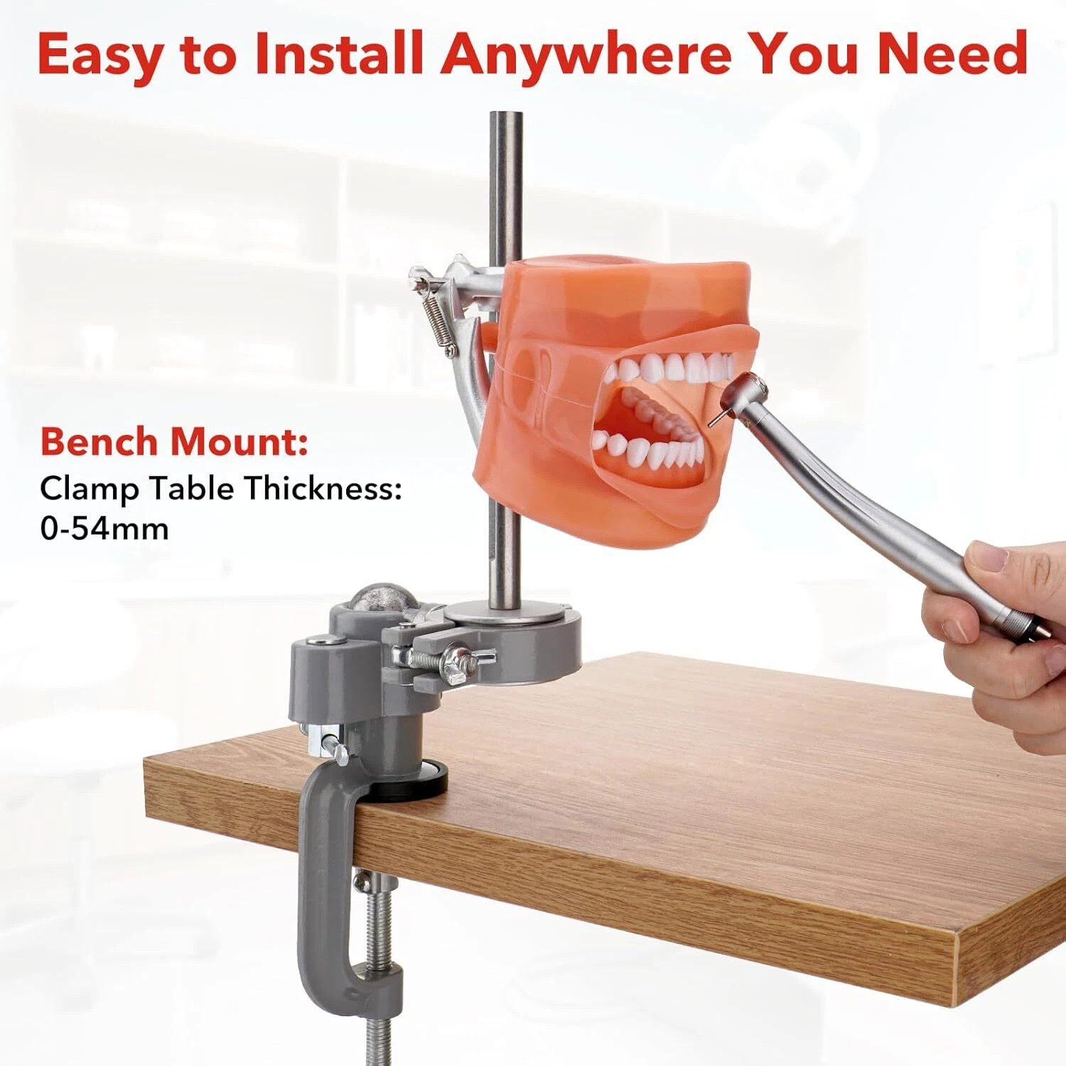 Dental Typodont Mounting Pole & 32 Removable Teeth Model Set - 360° Rotating USA