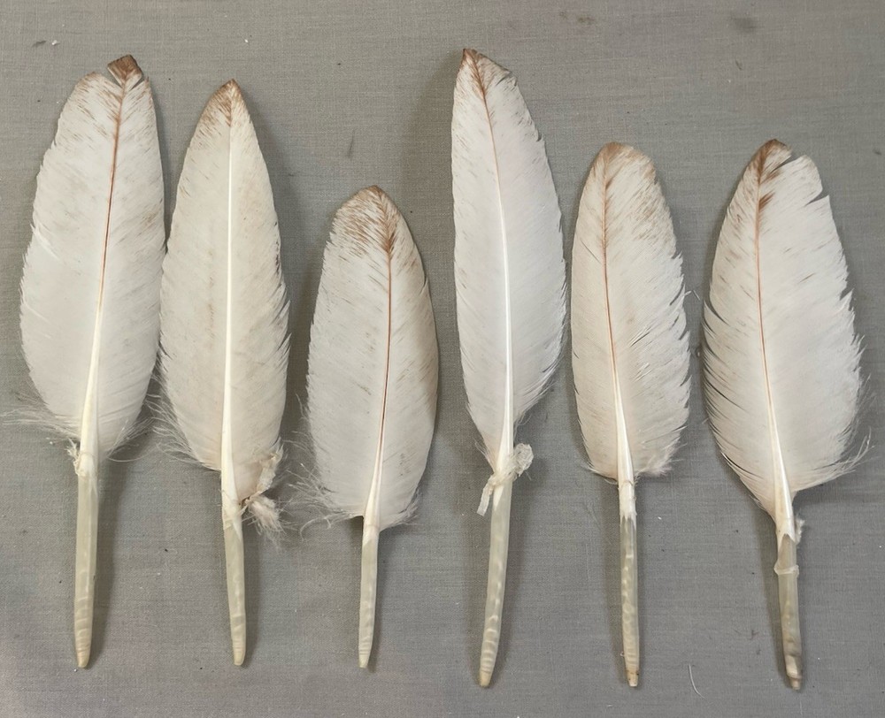 12- Bourbon Red Turkey Primary Wing Coverts