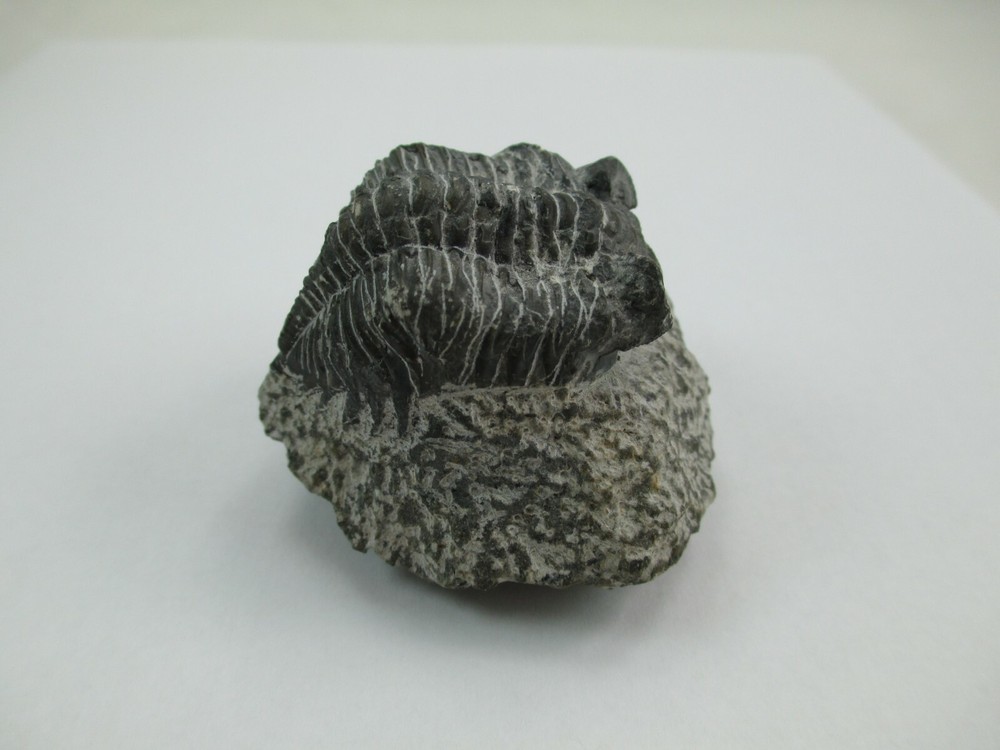Trilobite Fossil Authentic? 008F