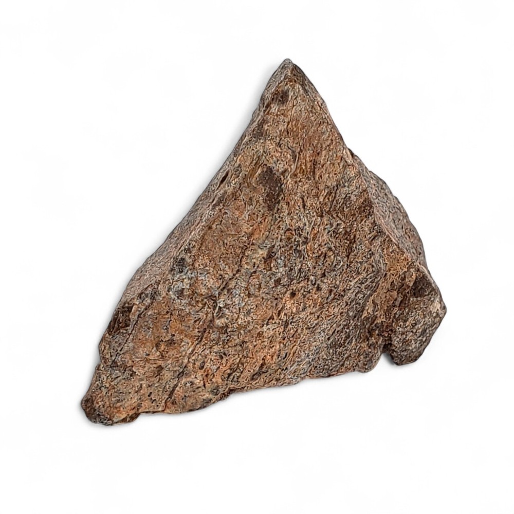 Jurassic Dinosaur Fossil Bone from Morrison Formation Includes Display