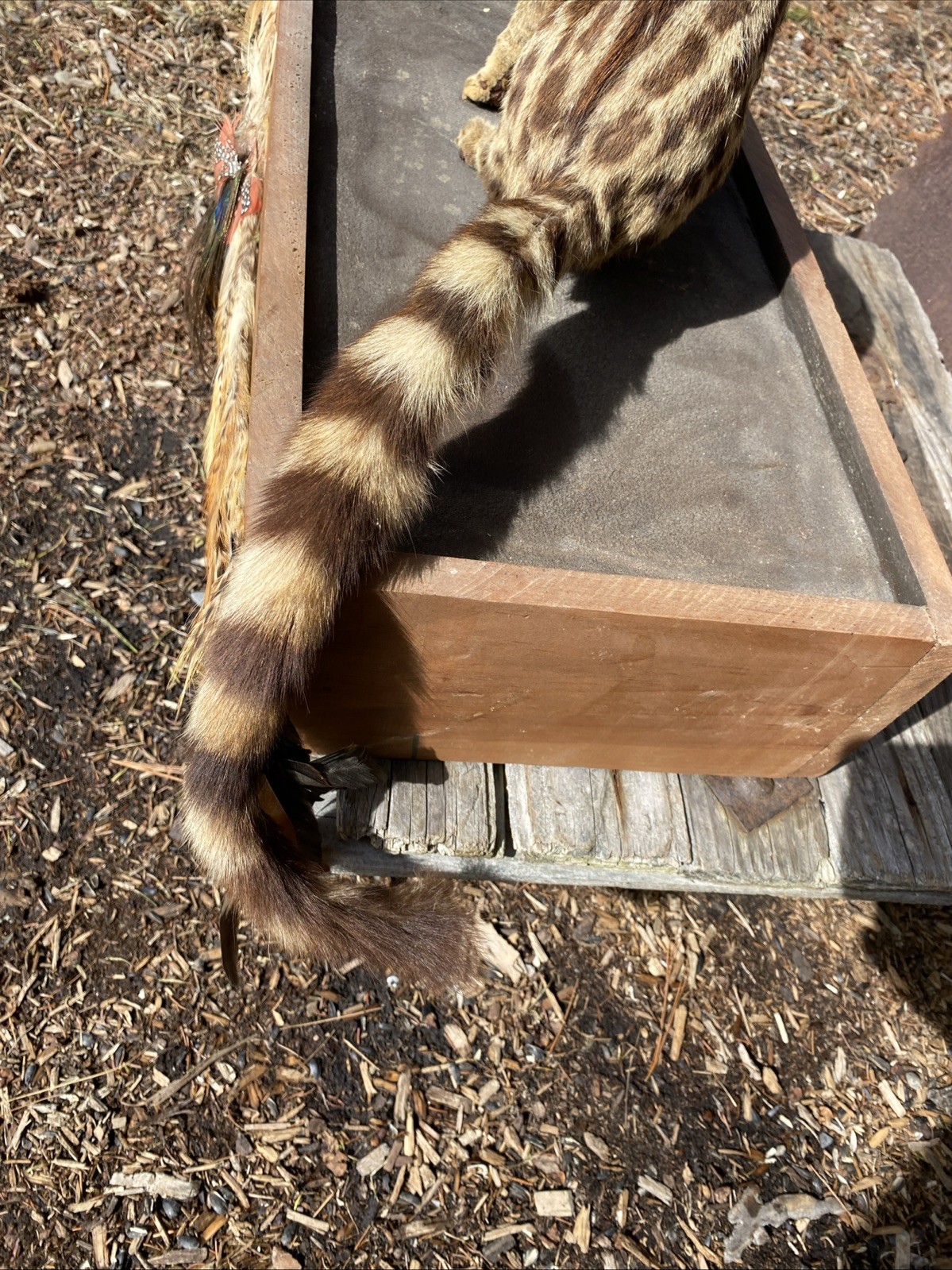 Super Cool African Genet Cat Standing Mount Taxidermy Exotic Decor