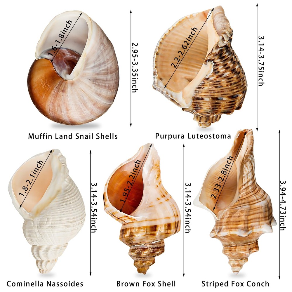 WeDoSoy 5PCS Extra Large Hermit Crab 5pcs Shells Size: 3" - 4.7"