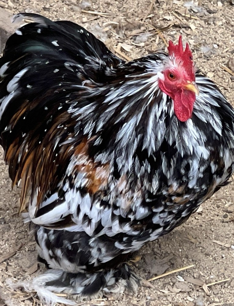 Cochin Bantam Mille Fleur Hatching Eggs One dozen