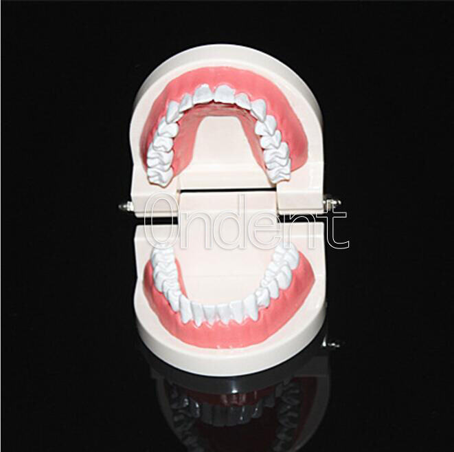 Dental Standard Tooth Model Dentist Teaching Demonstration Study Full 28 Teeth