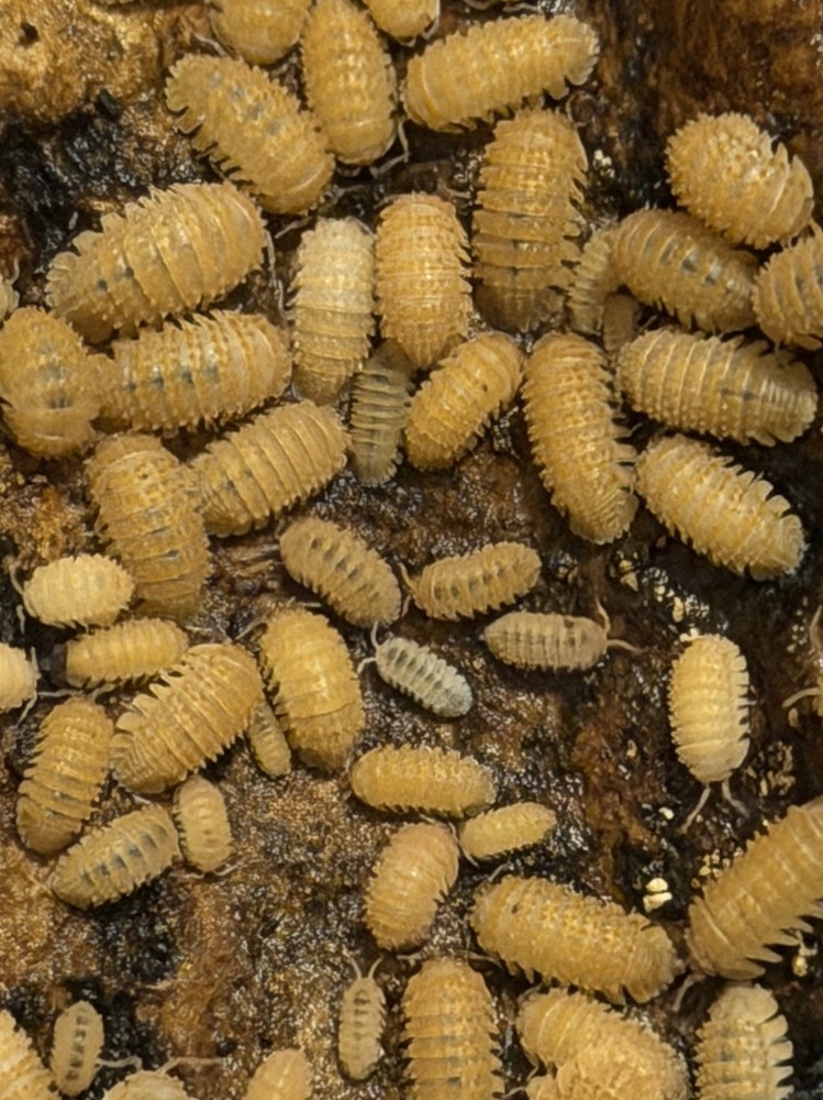 Pineapple spiky isopods
