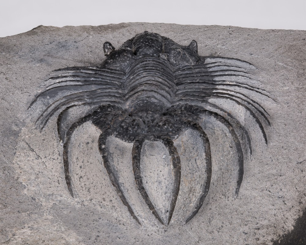 Acanthopyge trilobite