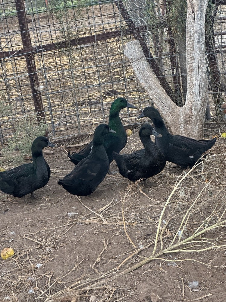 Fertile Cayuga Duck Hatching Eggs 12+ Pack