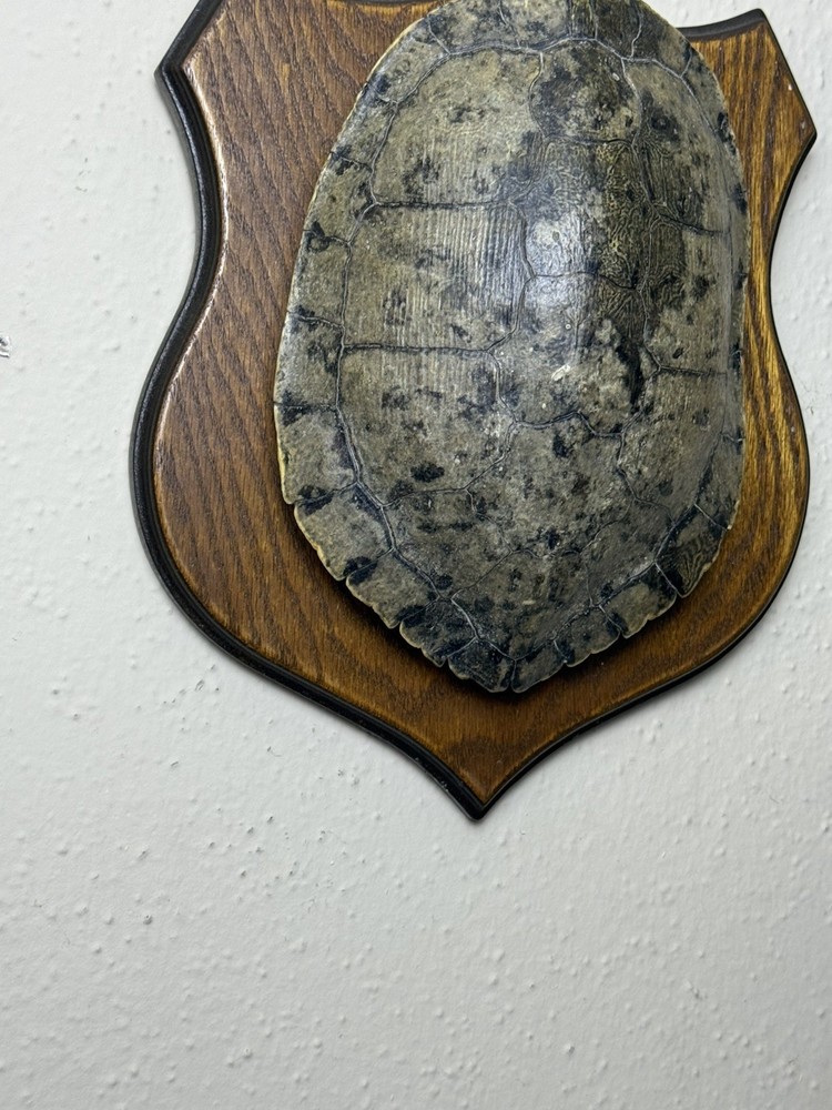 Turtle Shell in real wood plaque