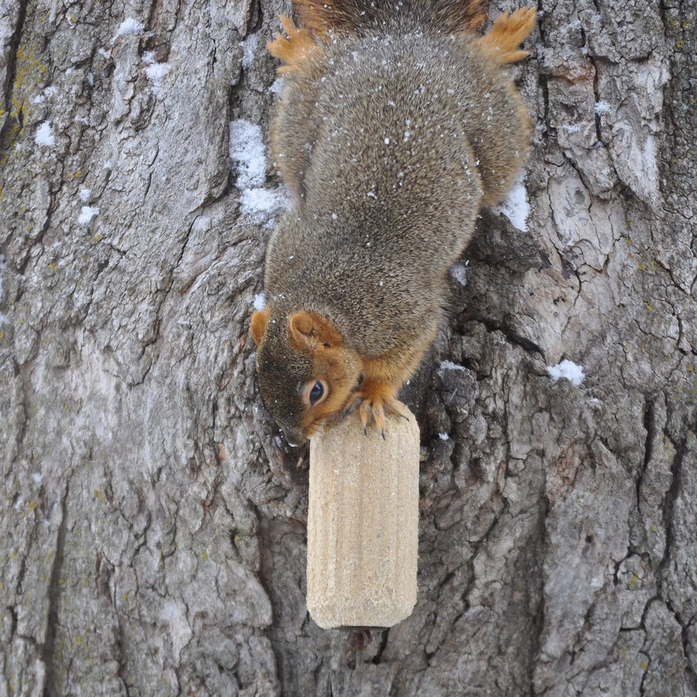 GC - C&S Nut'n Sweet Corn Squirrelog, Single Pack Refill