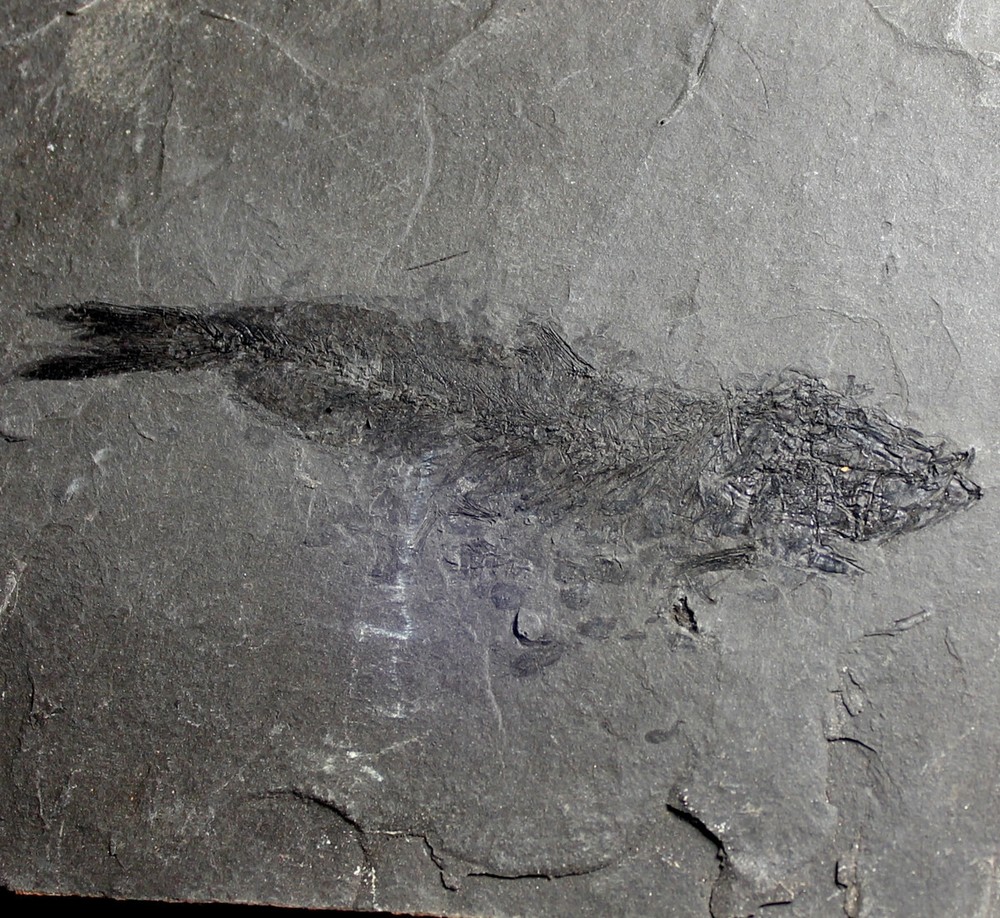 Clupea sardinites -  Nice, big Oligocene fossil fish