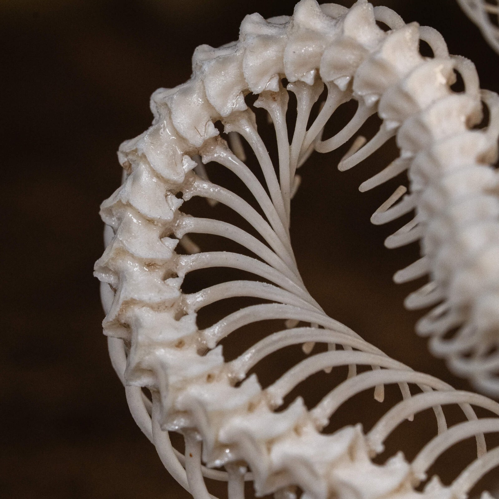 Real Snake skeleton taxidermy in attack pose, snake bone collectibles