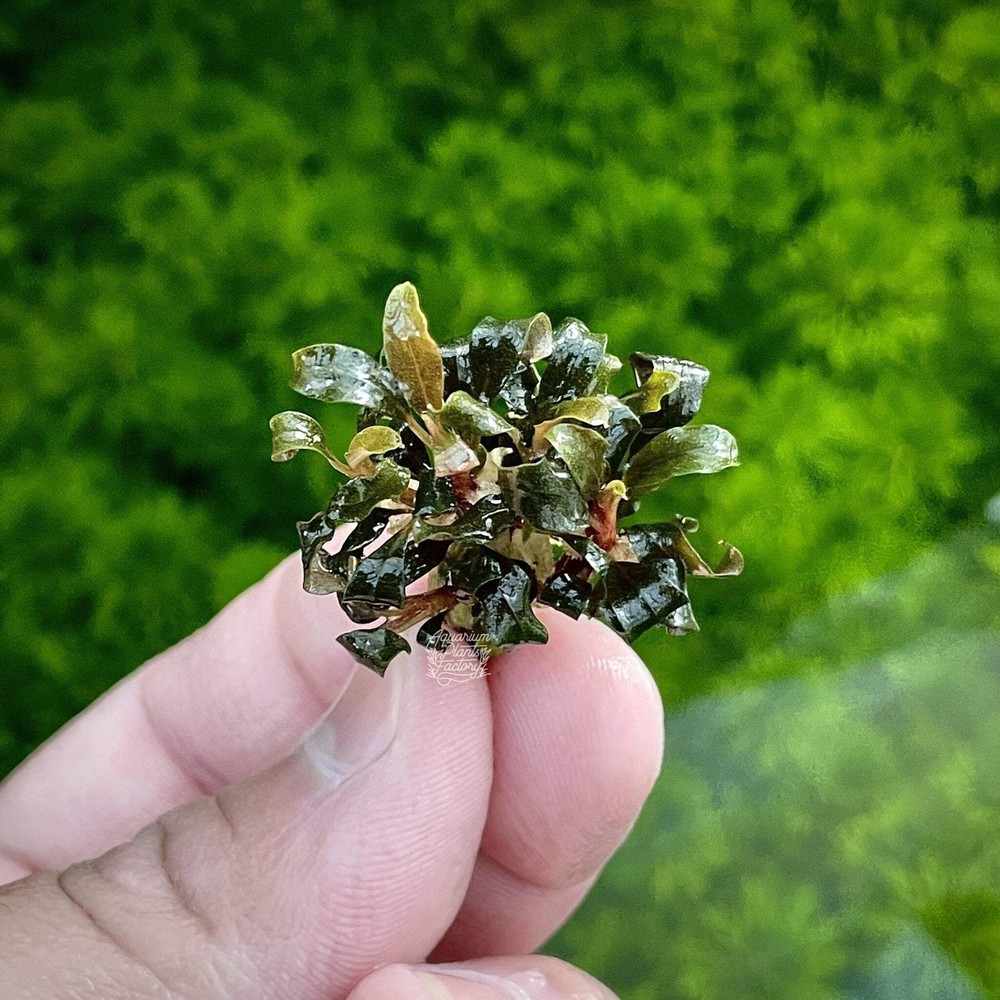 Bucephalandra Purple Mini | Buce Aquarium Plants Factory®