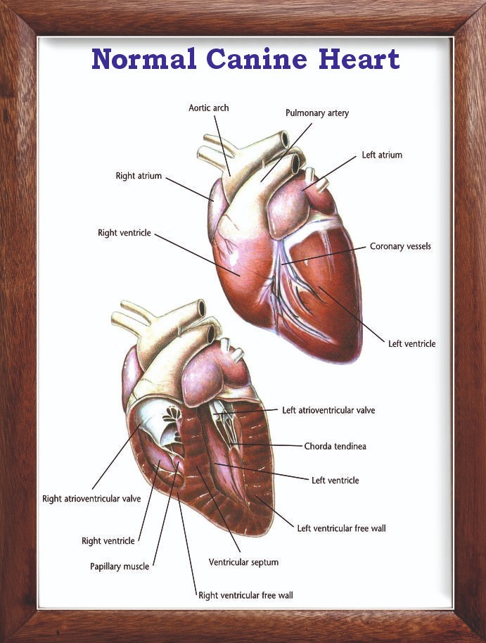 Normal Canine Heart Chart 12x18 inches